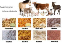 India Animal Feed Supplements Market 2017-2027: Regional Analysis and Forecast | TechSci Research