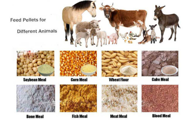 India Animal Feed Supplements Market 2017-2027: Regional Analysis and Forecast | TechSci Research