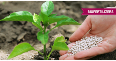 India Biofertilizers Market : Opportunities, Size and Growth Projections in Upcoming Years