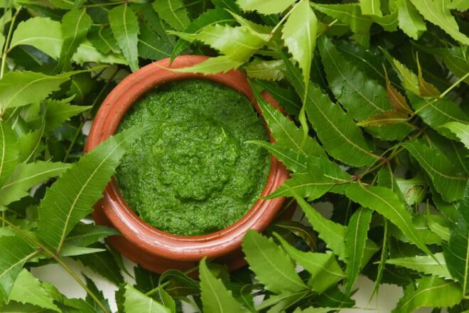 India Neem Extracts Market : Opportunities, Size and Growth Projections in Upcoming Years