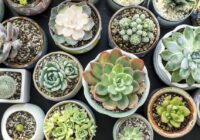 India Succulent Plants Market Set to Surpass Billions by 2017-2027 – TechSci Research