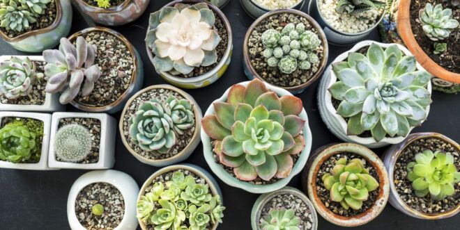 India Succulent Plants Market Set to Surpass Billions by 2017-2027 – TechSci Research