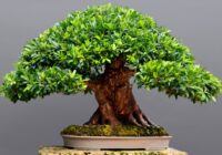 Japan Bonsai Market : Analysis of Industry Size, Share, and Competition