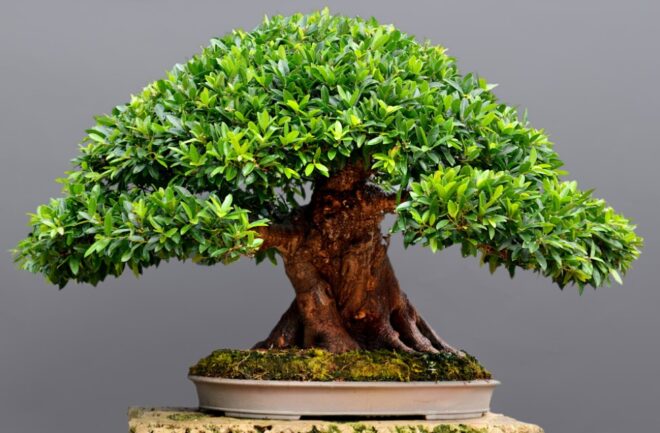Japan Bonsai Market : Analysis of Industry Size, Share, and Competition