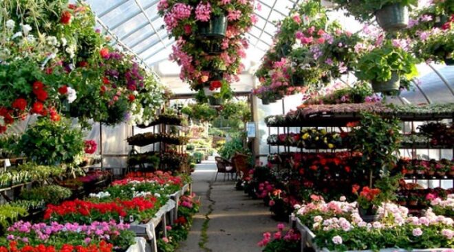 Online Nursery Market | Latest Research Reveals Key Trends for Business Growth