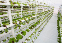 Saudi Arabia Vertical Farming Market | Latest Research Reveals Key Trends for Business Growth