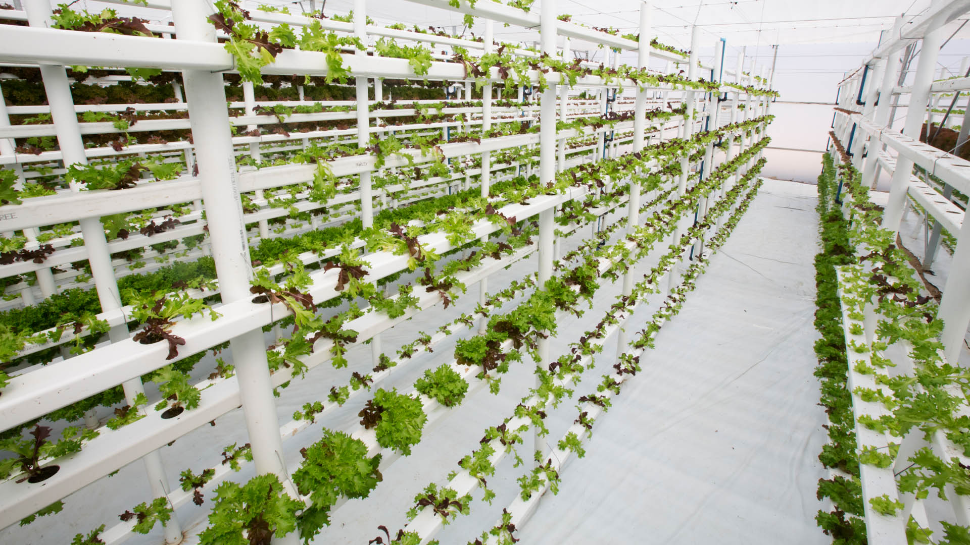 Saudi Arabia Vertical Farming Market | Latest Research Reveals Key ...