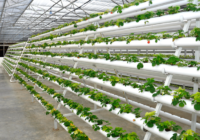 UAE Hydroponics Market : A Study of the Industry's Current Status, Market Analysis and Future Outlook