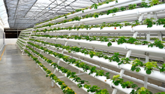 UAE Hydroponics Market : A Study of the Industry's Current Status, Market Analysis and Future Outlook