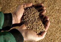 United States Grain Analysis Market : Exploring Opportunities with Market Size and Growth Projections