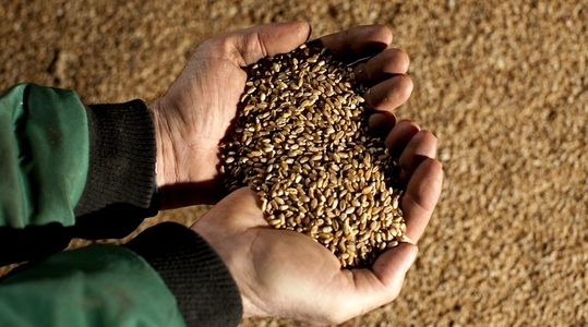 United States Grain Analysis Market : Exploring Opportunities with Market Size and Growth Projections