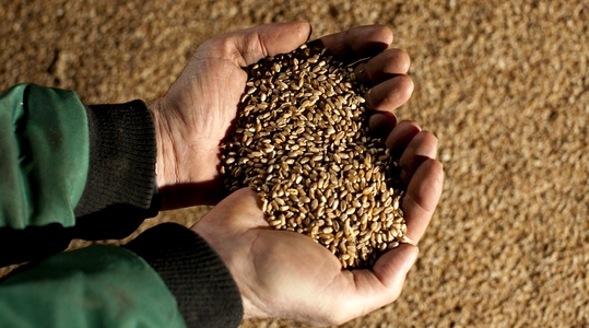 Vietnam Grain Analysis Market 2017-2027: Trends, Opportunities, and Forecasts | TechSci Research