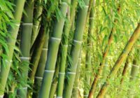 Bamboo Market 2025: Regional Analysis & Forecast
