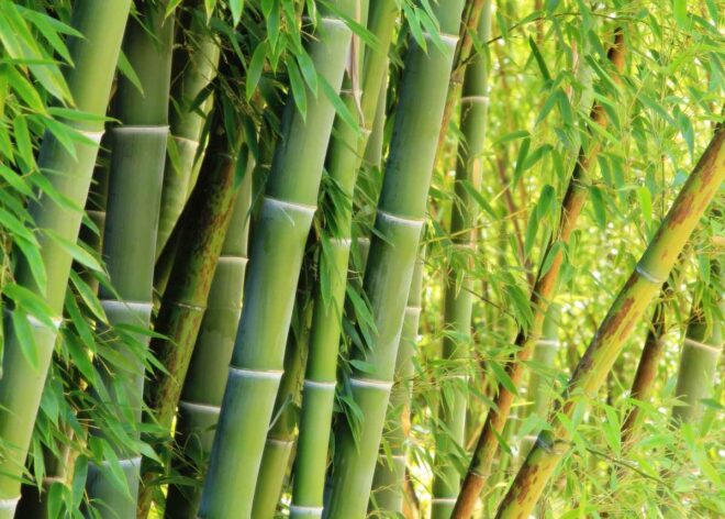 Bamboo Market 2025: Regional Analysis & Forecast