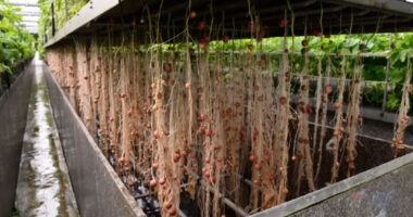 Global Aeroponics Market 2025 - Trends, Opportunities & Forecast