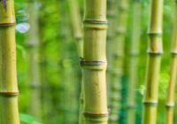 India Bamboo Market - Future, Scope, Trends