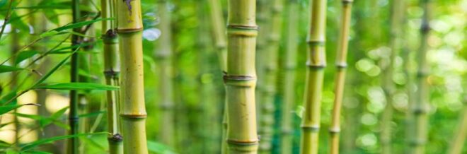 India Bamboo Market - Future, Scope, Trends