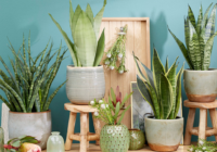 India Indoor Plants Market Forecast 2025: Trends & Competition