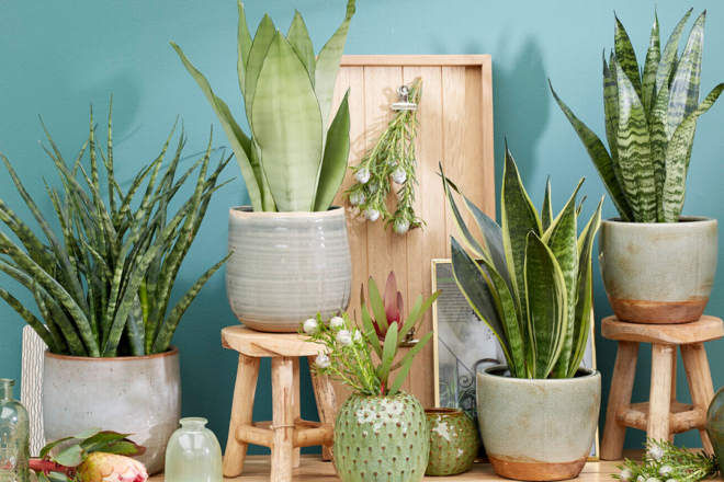 India Indoor Plants Market Forecast 2025: Trends & Competition