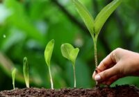 India Plant Growth Regulators Market - Growth, Overview & Outlook