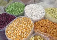 India Seed Market Forecast 2025 - Overall Growth & Opportunities