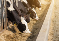 United States Animal Feed Market 2025: Analysis & Growth with Trends