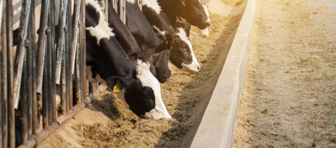 United States Animal Feed Market 2025: Analysis & Growth with Trends