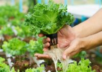 Saudi Arabia Hydroponics Market stood at USD 48.32 Million in 2023 & will grow with a CAGR of 7.41% through 2029. Sample Reports.