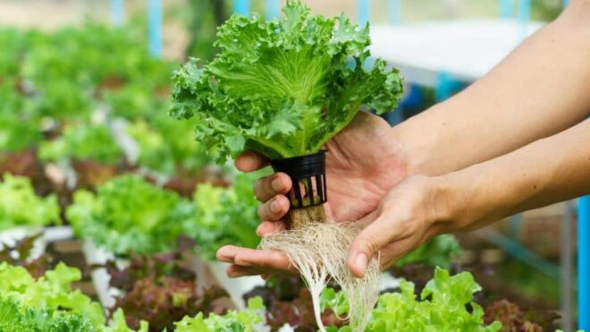 Saudi Arabia Hydroponics Market stood at USD 48.32 Million in 2023 & will grow with a CAGR of 7.41% through 2029. Sample Reports.