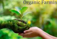 Saudi Arabia Organic Farming Market stood at USD 10.61 Million in 2023 & will grow with a CAGR of 7.88% through 2029. Sample Report.