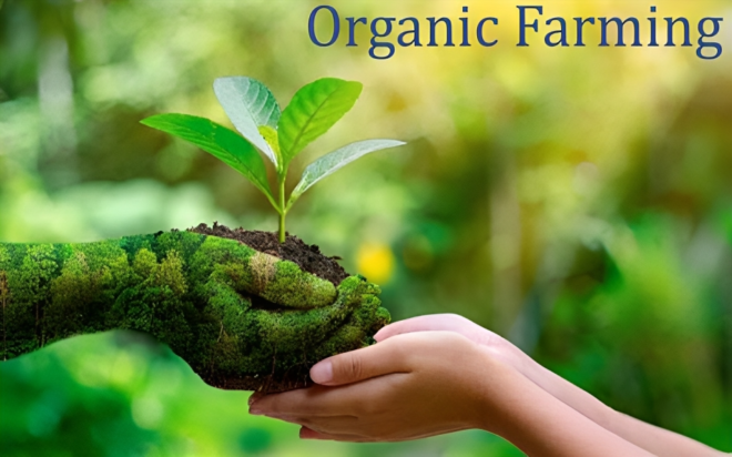 Saudi Arabia Organic Farming Market stood at USD 10.61 Million in 2023 & will grow with a CAGR of 7.88% through 2029. Sample Report.