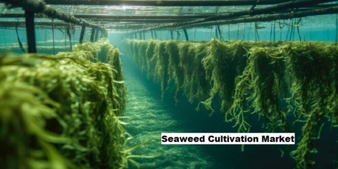 Global Seaweed Cultivation Market