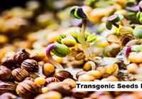 Global Transgenic Seeds Market