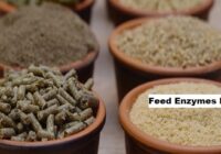 Global Feed Enzymes Market