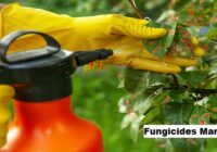 Global Fungicides Market