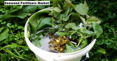 Global Seaweed Fertilizers Market