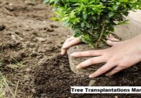 Global Tree Transplantations Market