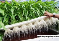 UAE Hydroponics Market