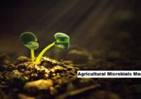 Global Agricultural Microbials Market