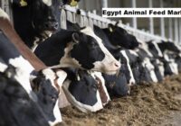 Egypt Animal Feed Market