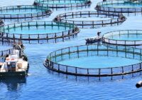 Global Aquaculture Market