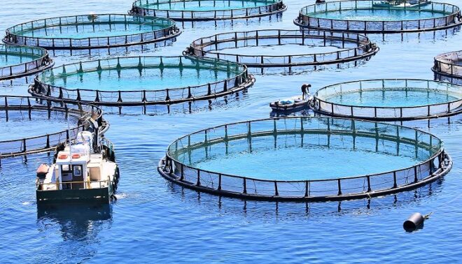 Global Aquaculture Market