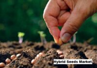 Global Hybrid Seeds Market