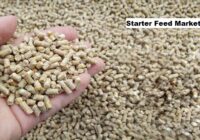 Global Starter Feed Market