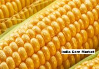 India Corn Market