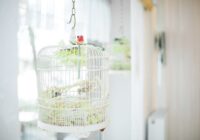 Global Bird Cages and Accessories Market stood at USD 3.5 billion in 2023 and may grow in the forecast with a CAGR of 5.5% through 2029.