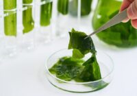 Global Algae Products Market