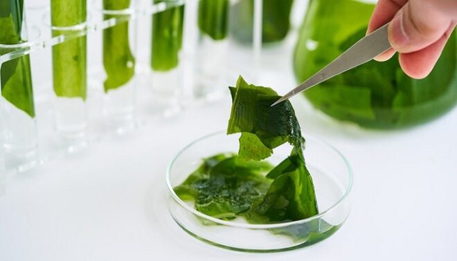 Global Algae Products Market