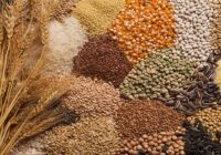 Global Commercial Seeds Market