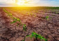 Global Drought Resistant Crops Market